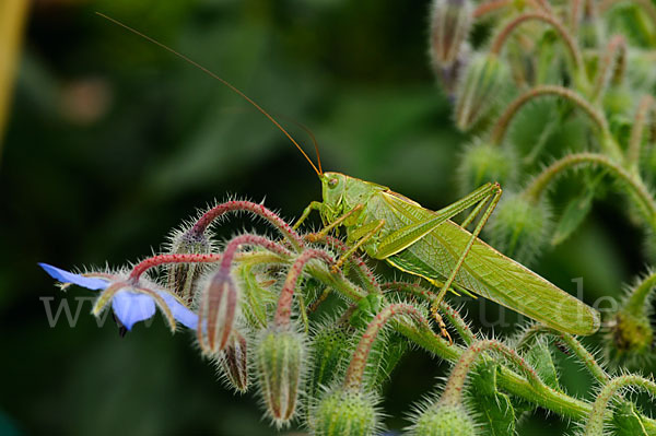 Großes Heupferd (Tettigonia viridissima)