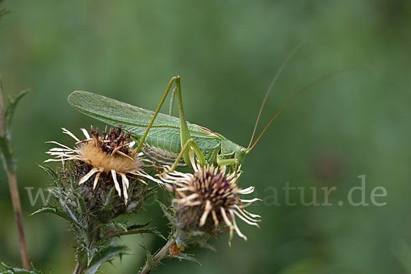 Großes Heupferd (Tettigonia viridissima)