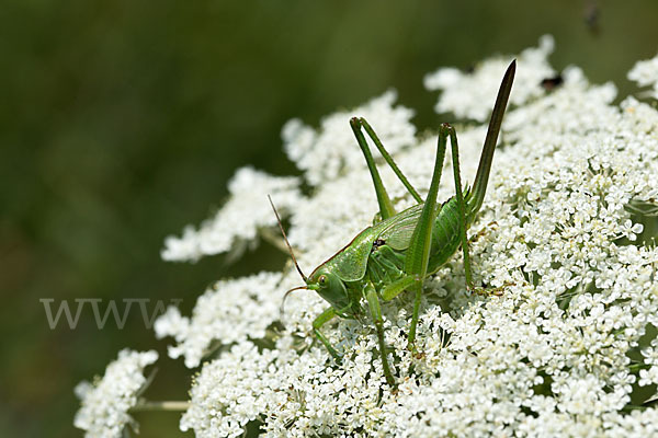 Großes Heupferd (Tettigonia viridissima)