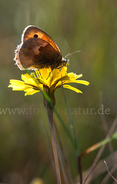 Großes Ochsenauge (Maniola jurtina)