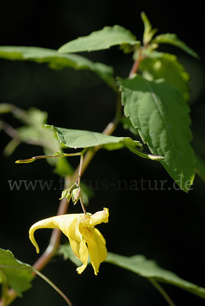 Großes Springkraut (Impatiens noli-tangere)