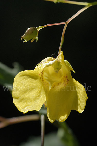 Großes Springkraut (Impatiens noli-tangere)