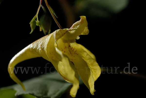 Großes Springkraut (Impatiens noli-tangere)