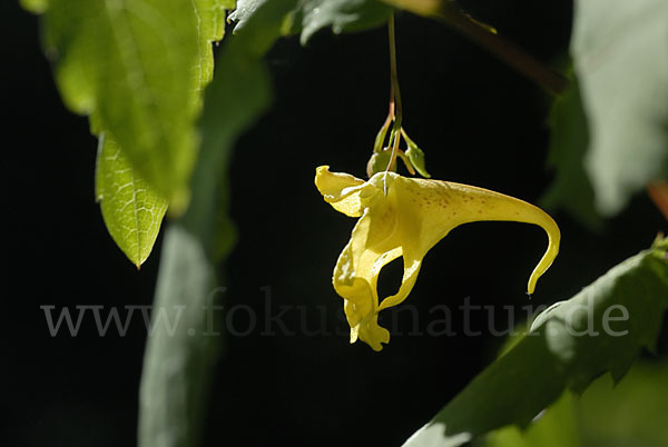 Großes Springkraut (Impatiens noli-tangere)