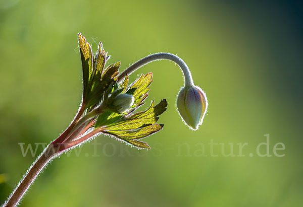 Großes Windröschen (Anemone sylvestris)