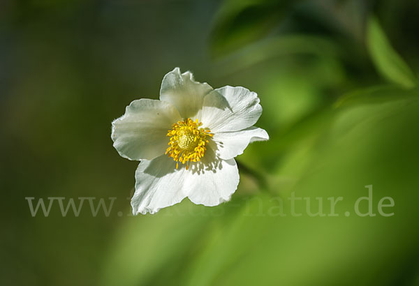 Großes Windröschen (Anemone sylvestris)