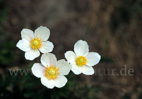 Großes Windröschen (Anemone sylvestris)