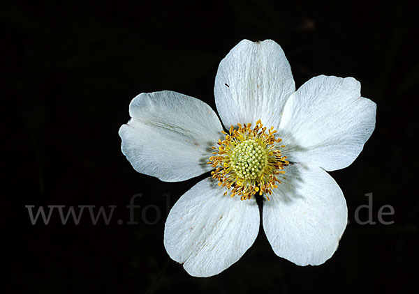 Großes Windröschen (Anemone sylvestris)