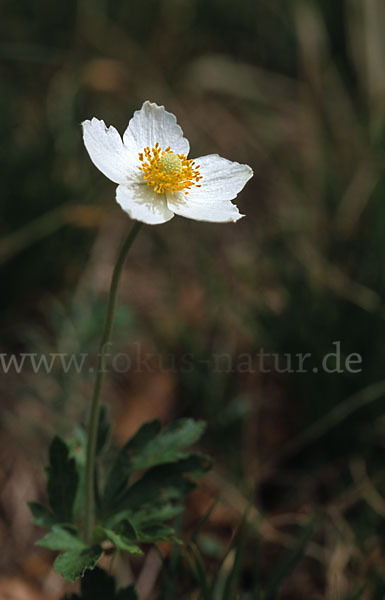 Großes Windröschen (Anemone sylvestris)