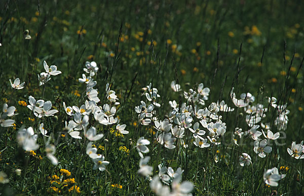 Großes Windröschen (Anemone sylvestris)