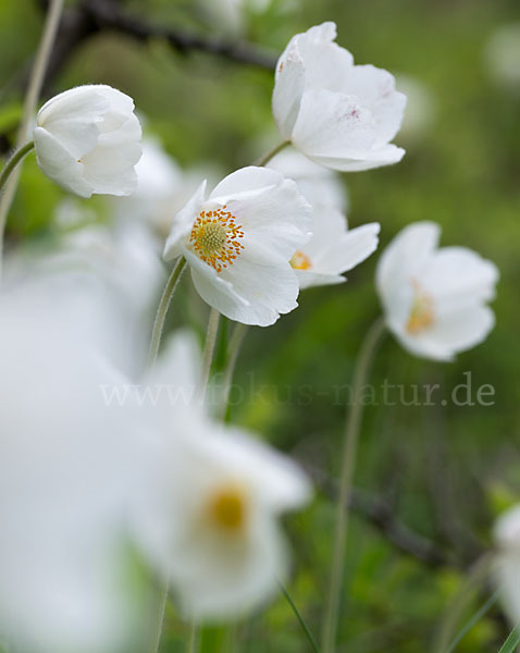 Großes Windröschen (Anemone sylvestris)