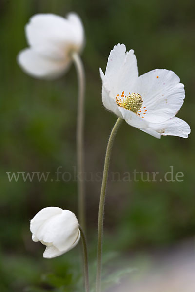 Großes Windröschen (Anemone sylvestris)