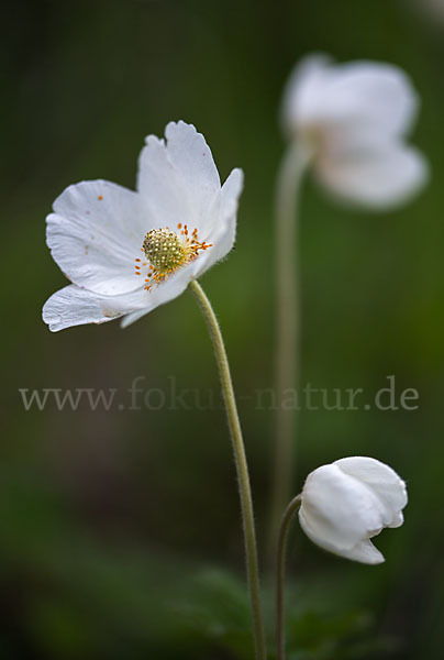 Großes Windröschen (Anemone sylvestris)