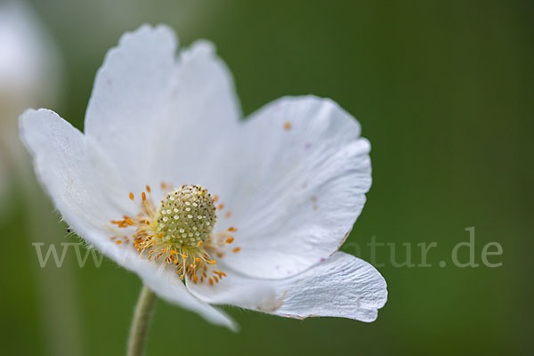 Großes Windröschen (Anemone sylvestris)