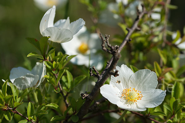 Großes Windröschen (Anemone sylvestris)