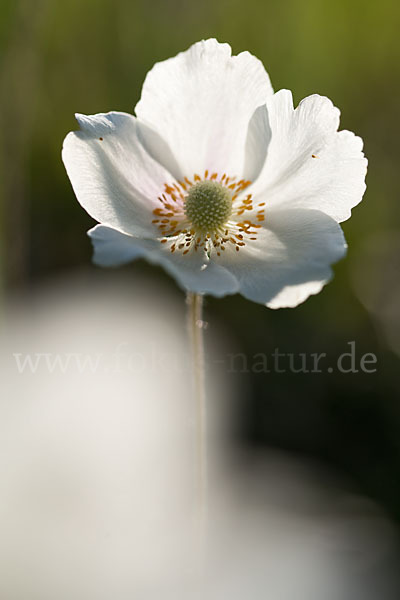 Großes Windröschen (Anemone sylvestris)