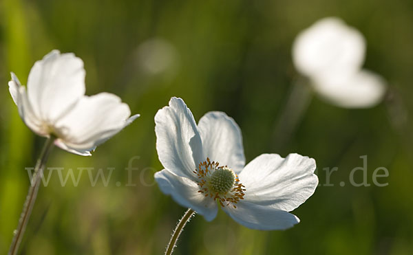 Großes Windröschen (Anemone sylvestris)