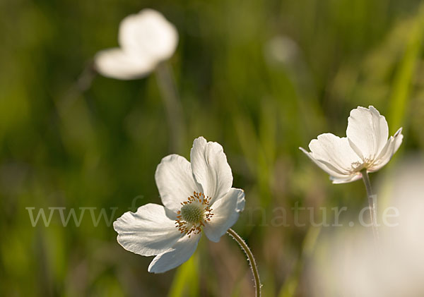 Großes Windröschen (Anemone sylvestris)