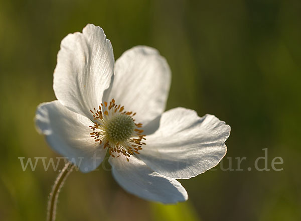 Großes Windröschen (Anemone sylvestris)