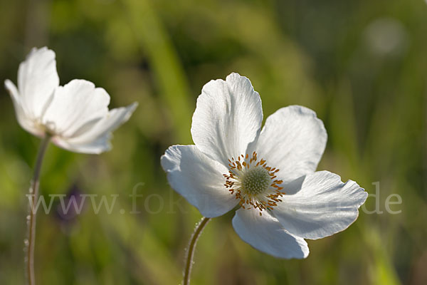 Großes Windröschen (Anemone sylvestris)