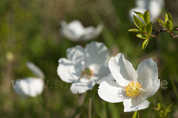 Großes Windröschen (Anemone sylvestris)