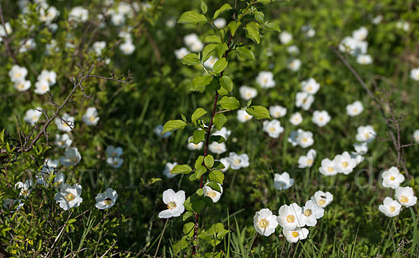 Großes Windröschen (Anemone sylvestris)