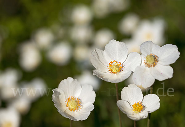 Großes Windröschen (Anemone sylvestris)