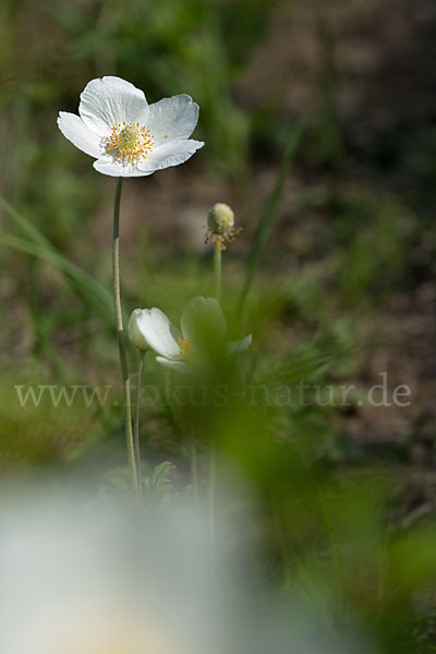 Großes Windröschen (Anemone sylvestris)