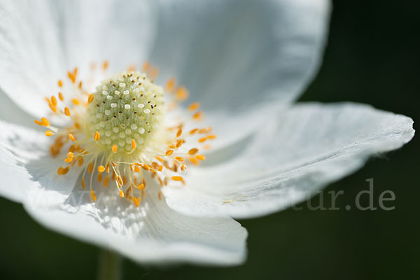 Großes Windröschen (Anemone sylvestris)