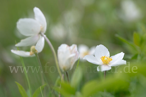 Großes Windröschen (Anemone sylvestris)