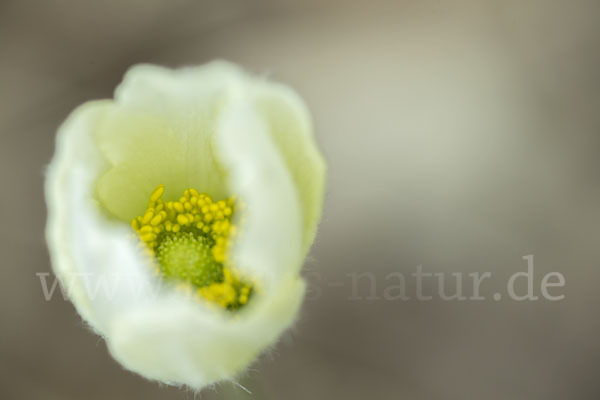 Großes Windröschen (Anemone sylvestris)