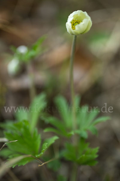 Großes Windröschen (Anemone sylvestris)