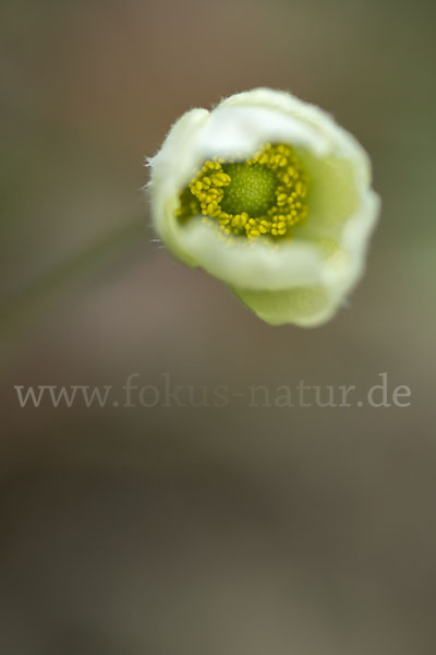 Großes Windröschen (Anemone sylvestris)