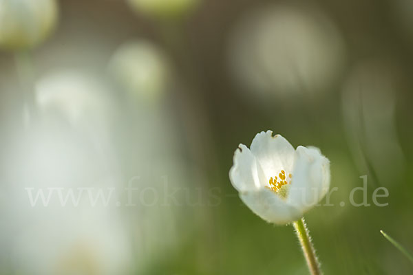 Großes Windröschen (Anemone sylvestris)