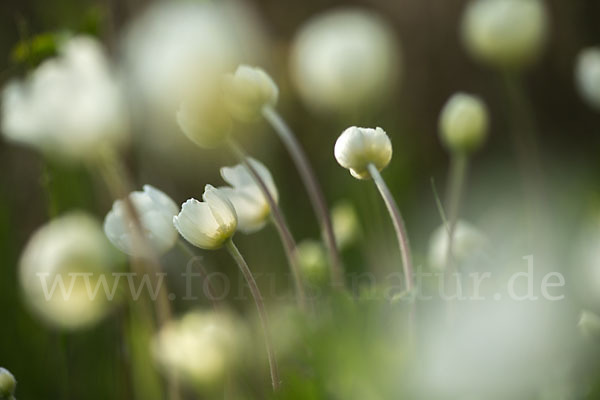 Großes Windröschen (Anemone sylvestris)