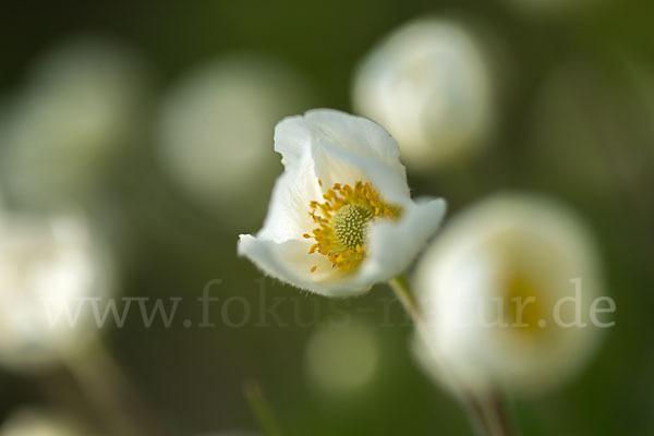 Großes Windröschen (Anemone sylvestris)