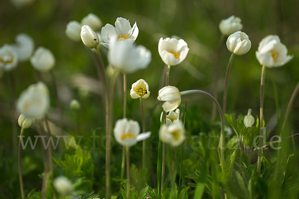 Großes Windröschen (Anemone sylvestris)