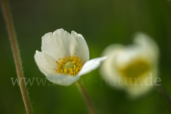 Großes Windröschen (Anemone sylvestris)