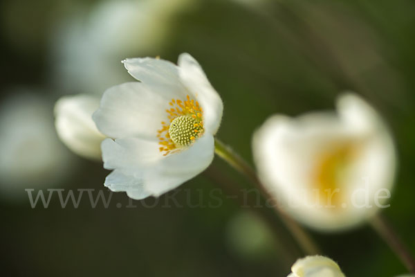 Großes Windröschen (Anemone sylvestris)