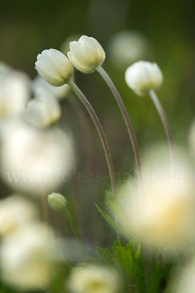 Großes Windröschen (Anemone sylvestris)