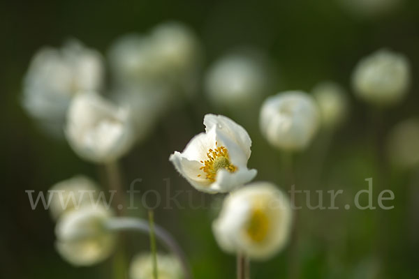 Großes Windröschen (Anemone sylvestris)