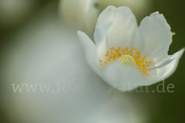 Großes Windröschen (Anemone sylvestris)