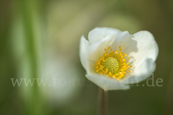 Großes Windröschen (Anemone sylvestris)