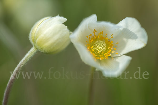 Großes Windröschen (Anemone sylvestris)