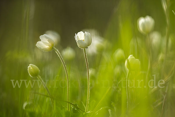 Großes Windröschen (Anemone sylvestris)