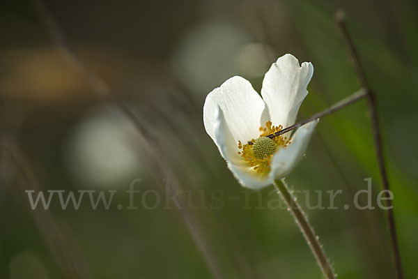 Großes Windröschen (Anemone sylvestris)