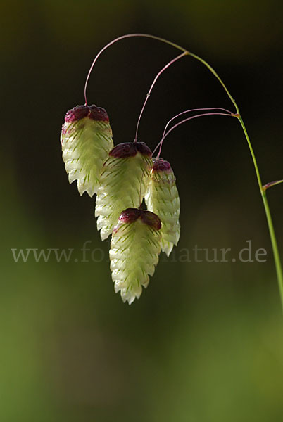 Großes Zittergras (Briza maxima)