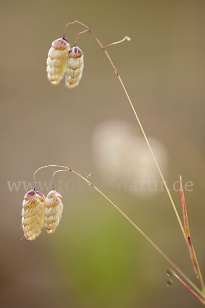 Großes Zittergras (Briza maxima)