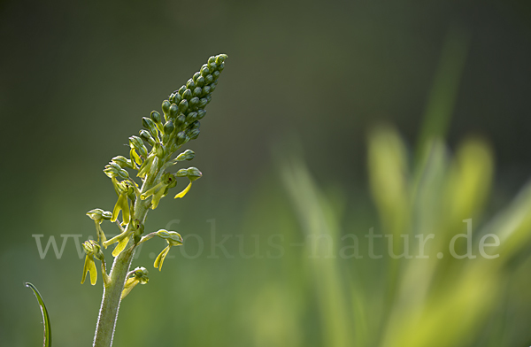 Großes Zweiblatt (Listera ovata)