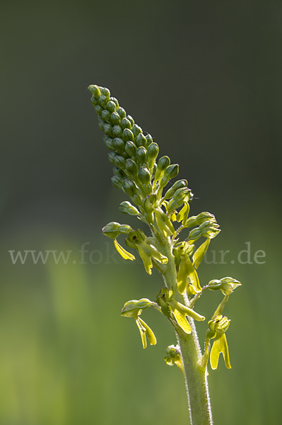 Großes Zweiblatt (Listera ovata)